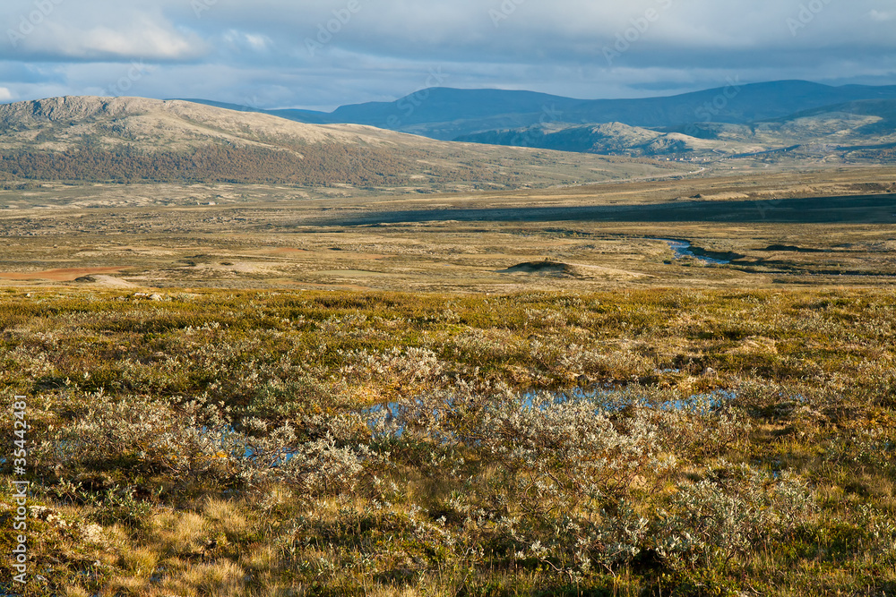 Summer tundra