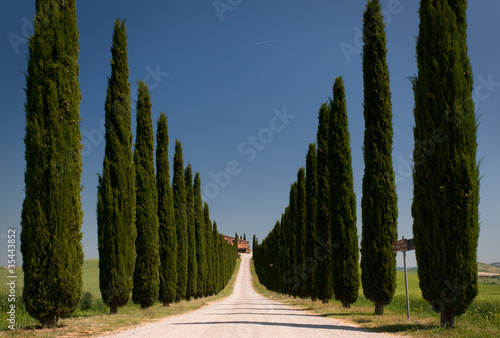 cypress perspective
