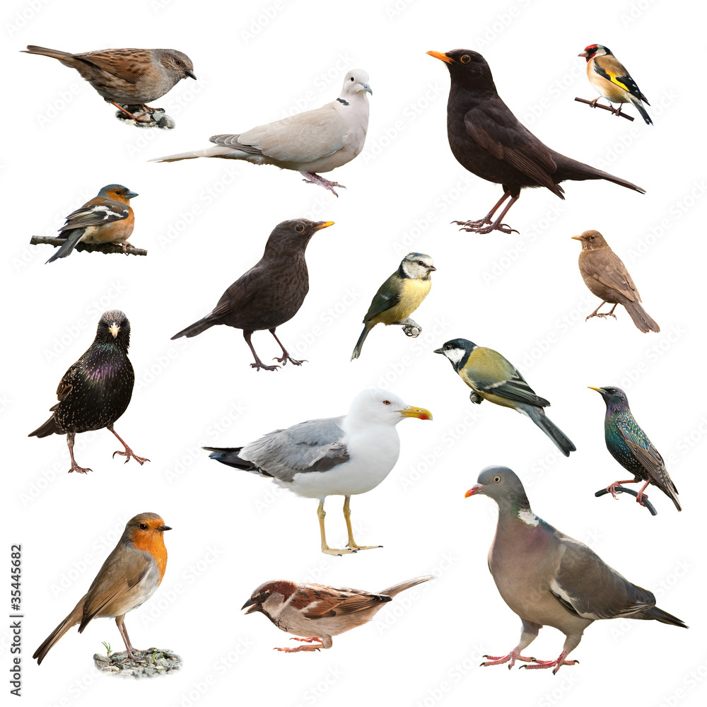 Obraz premium British Garden Birds