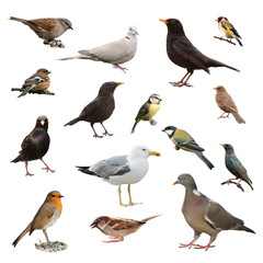 Wandcirkels Vogel Britse tuinvogels in collage  © Springfield Gallery
