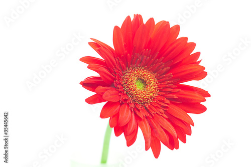 red gerbera isolated on white