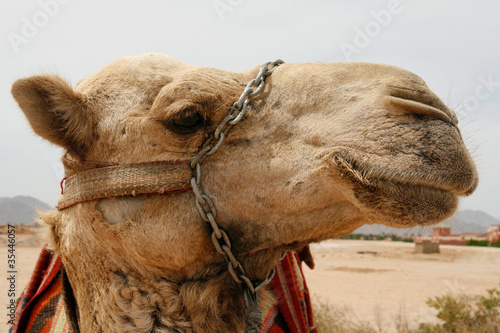 Kamel mit Geschirr © AK-DigiArt