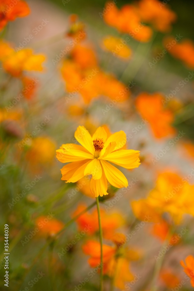 Marigold Marigold