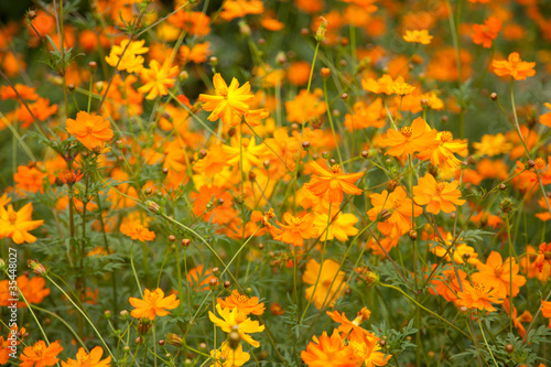 multi colored field of Pot Marigold background