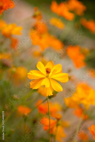 Marigold