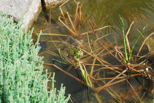 Frog in Pond photo