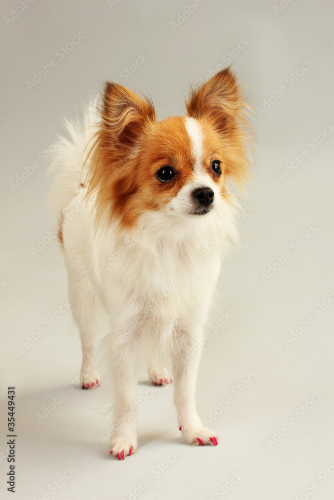 funny little dog on gray background funny little dog on gray background