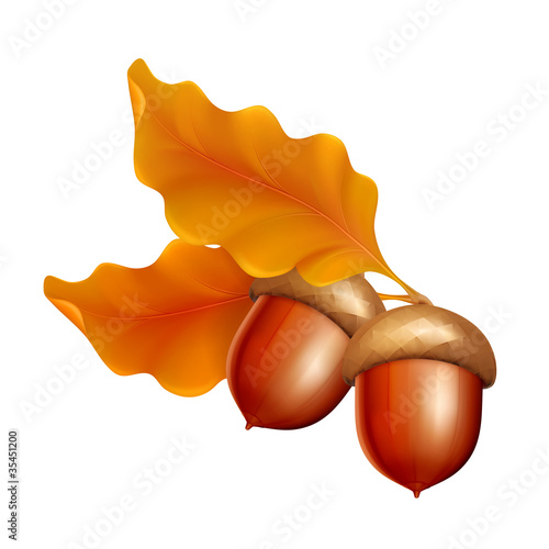 Acorns icon