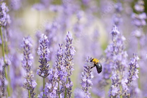Fototapeta Naklejka Na Ścianę i Meble -  Lavender and Large Carpenter Bee