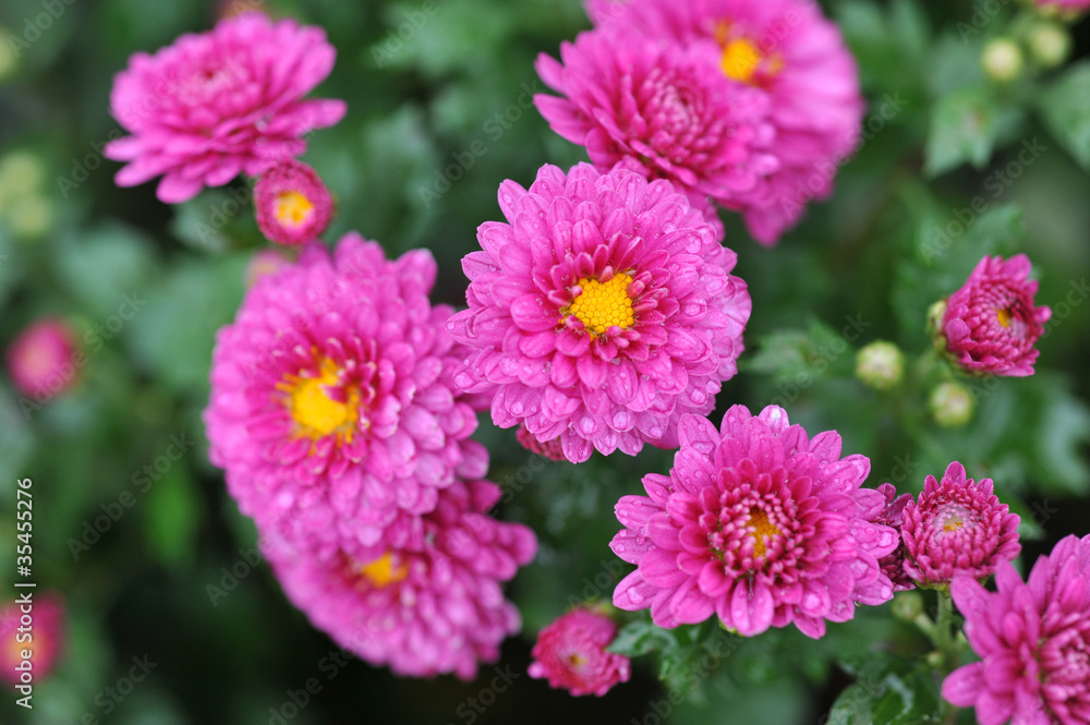 pink daisies pink daisies