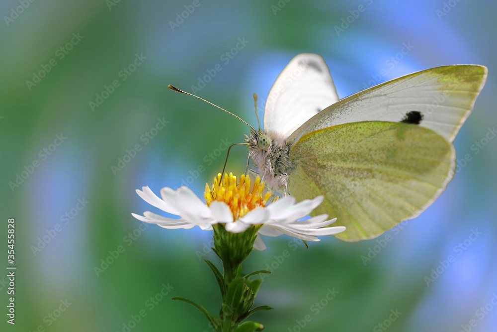 white cabbage butterfly sitting on a wild flower white cabbage butterfly sitting on a wild flower