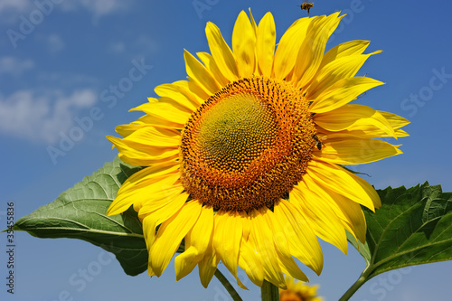 big sunflowers against the sky