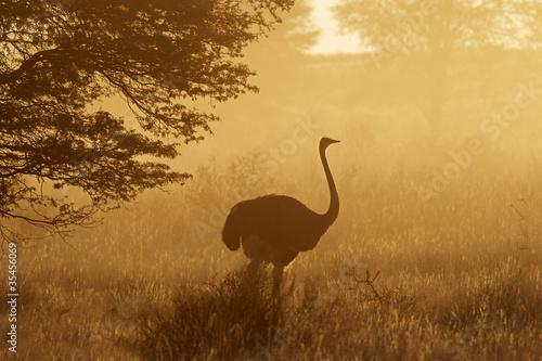 Ostrich in dust, Kalahari desert, South Africa