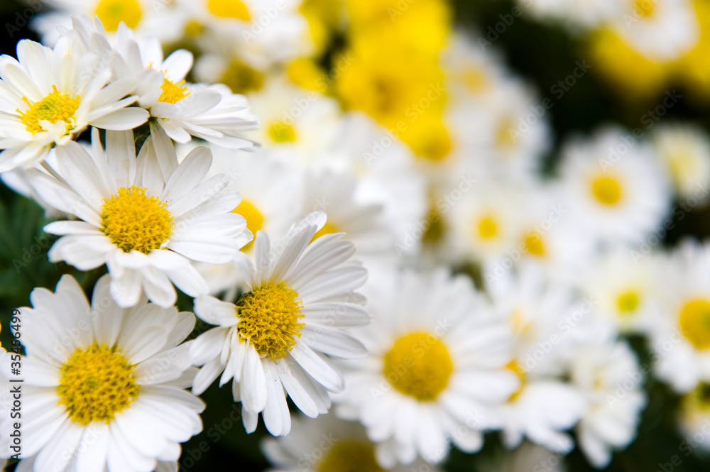 Obraz premium white and yellow daisies