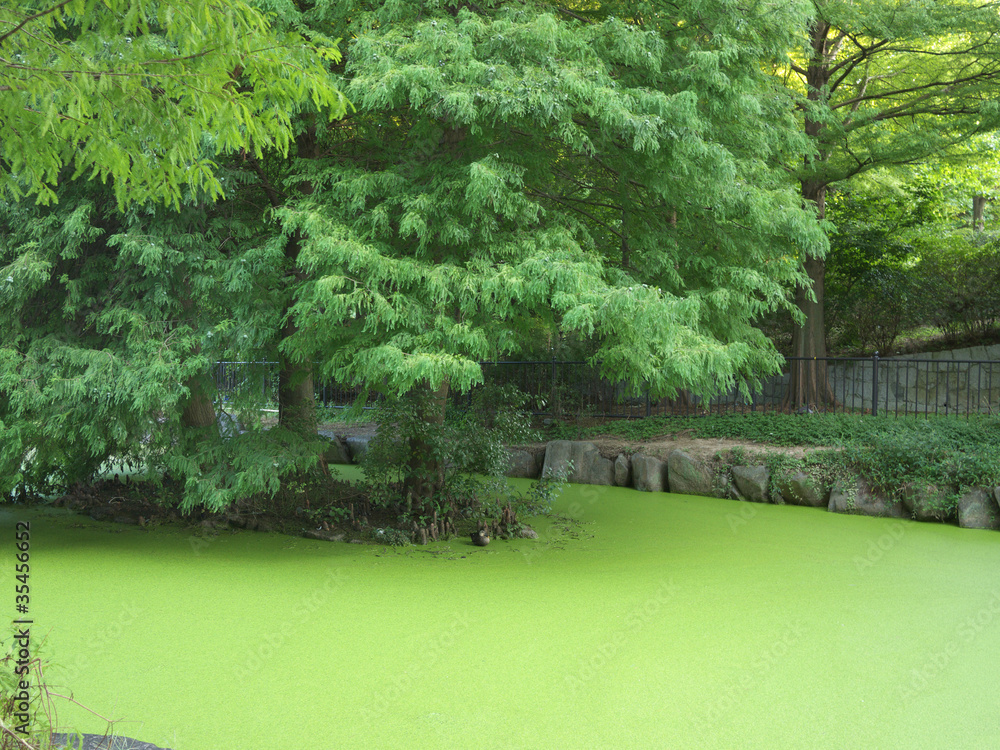 Obraz premium Algae pond