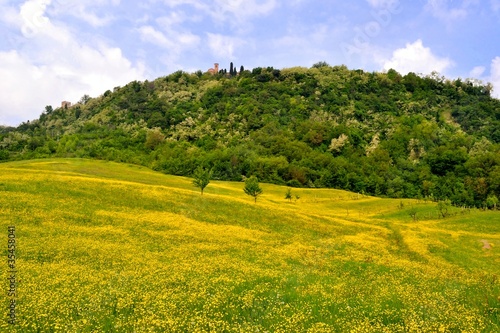 Prato con fiori gialli in collina photo