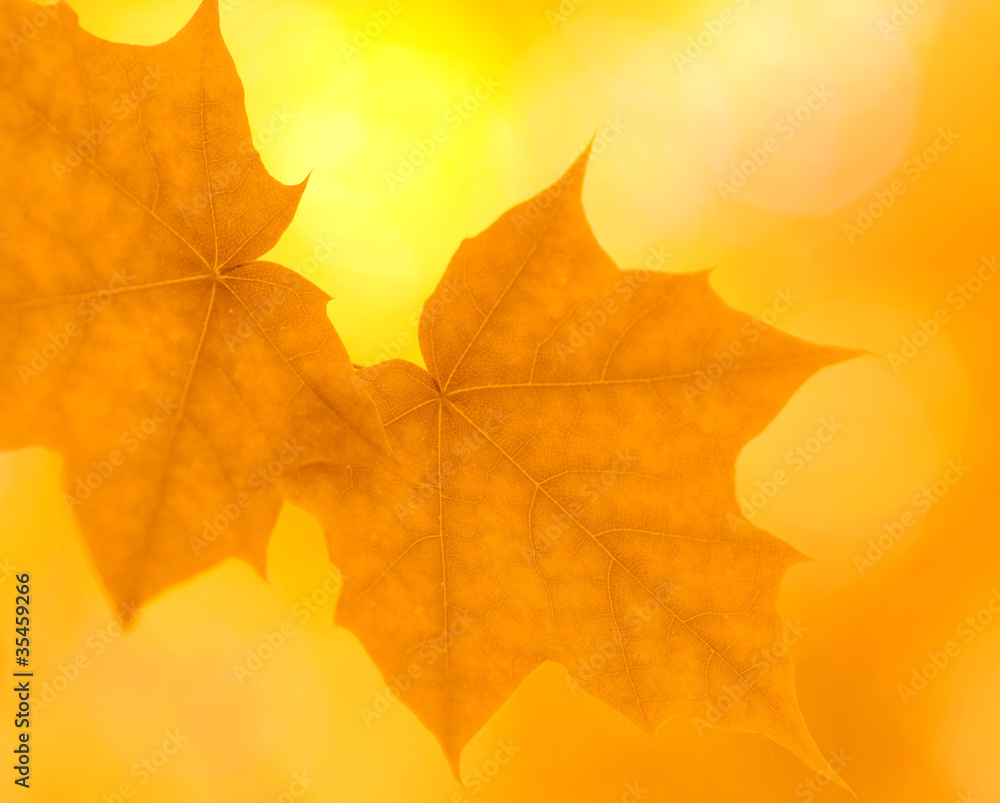 autumn leaves autumn leaves