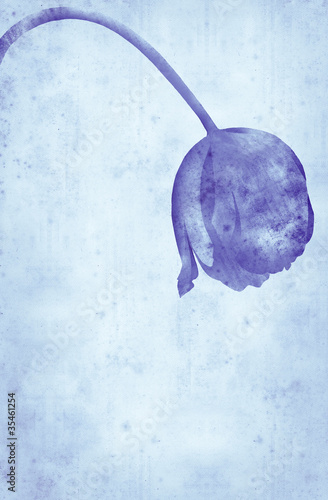 Obraz na plátně wilting tulip - hand drawing collaged with paper texture