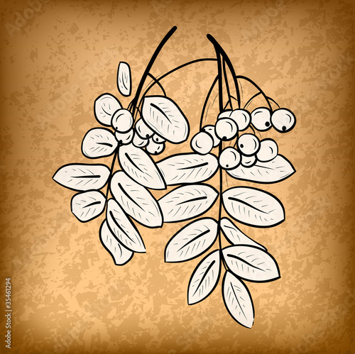 rowanberry