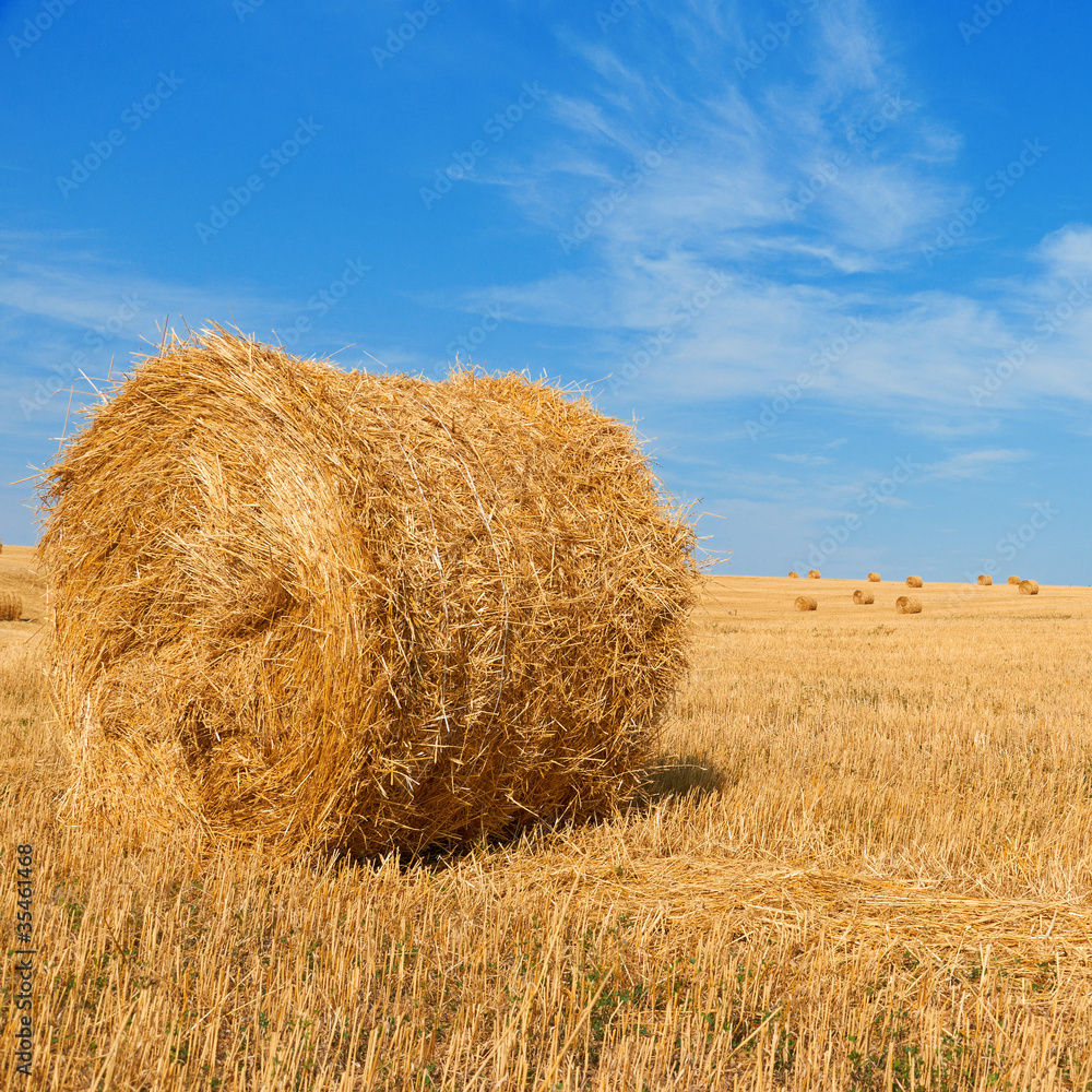 harvested field with straw bales