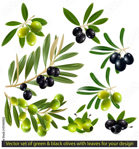 Green and black olives with leaves. vector