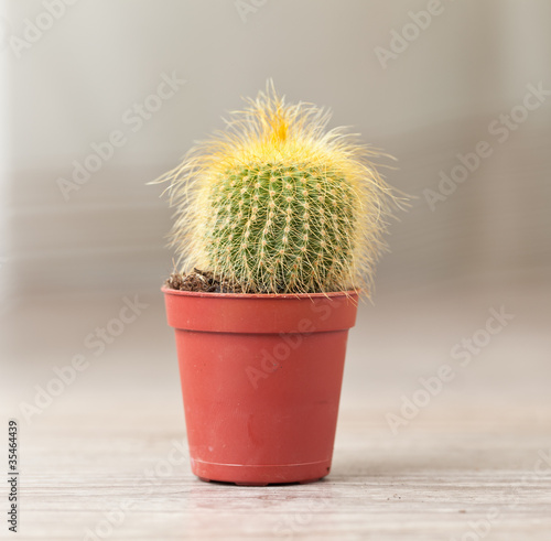 Little Cactus plant photo