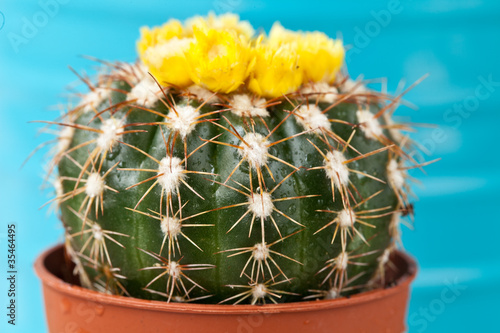 Little Cactus plant photo