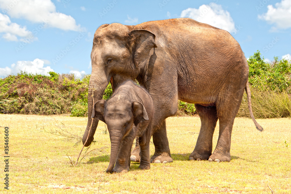 Fototapeta premium Elefant mit Baby in der Wildnis