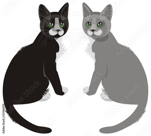 two cats