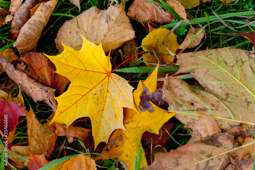 leaves