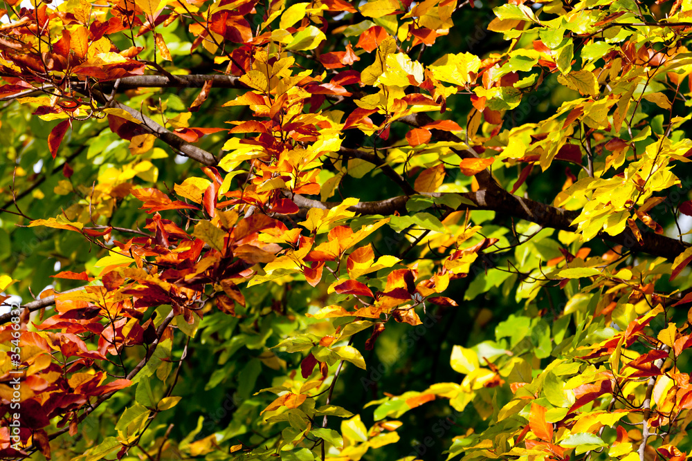 leaves leaves
