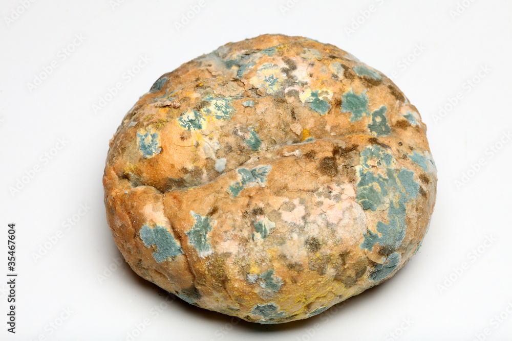 Mould growing on old bread Mould growing on old bread