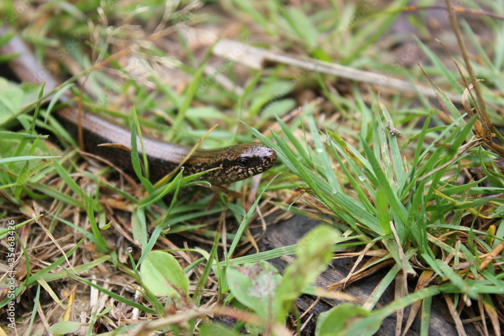 Naklejka premium Blindschleiche