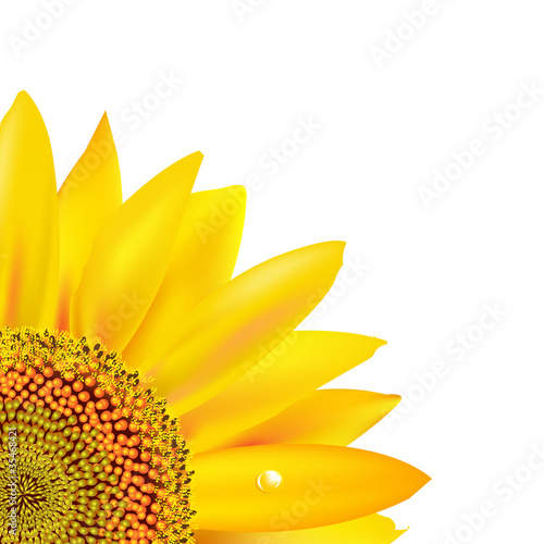 Fototapeta Naklejka Na Ścianę i Meble -  Sunflower