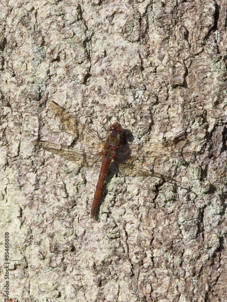 red dragonfly red dragonfly