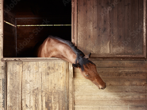 Fototapeta Riding school: horse looking out of stable
