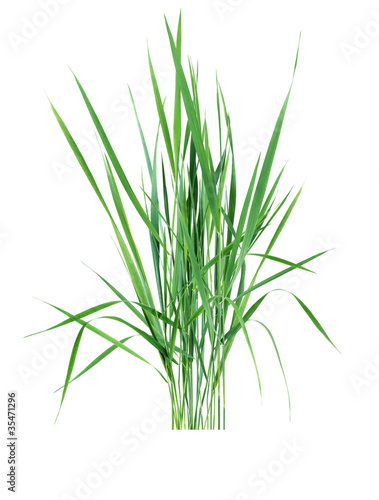 Green Grass On White