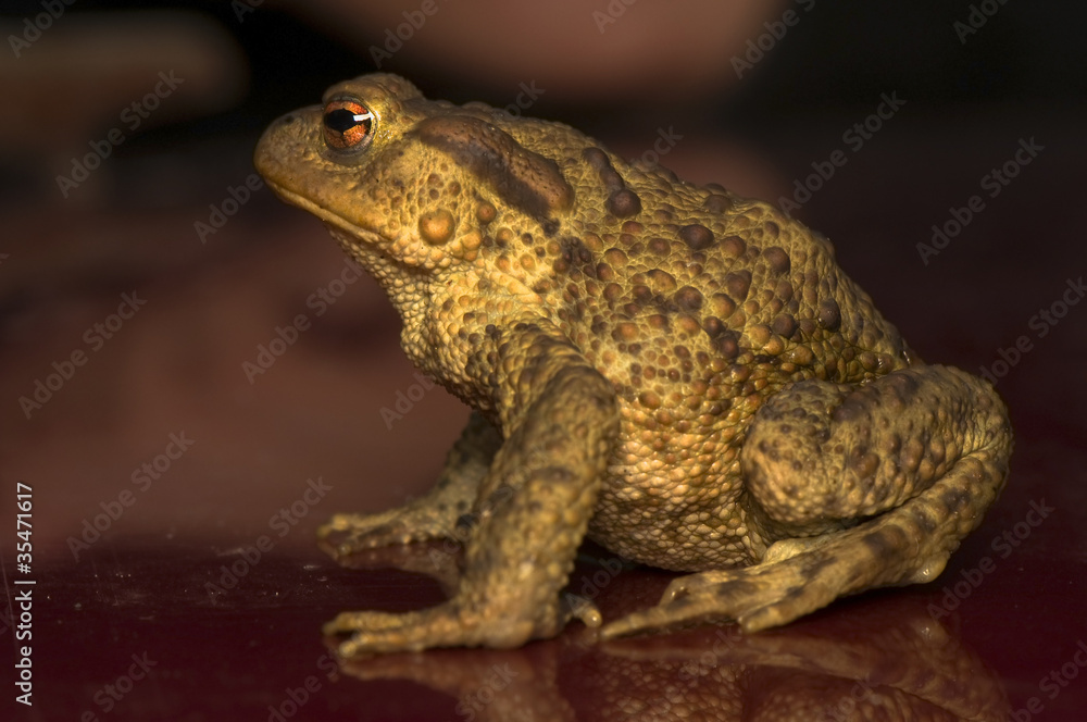 Fototapeta premium Bufo bufo