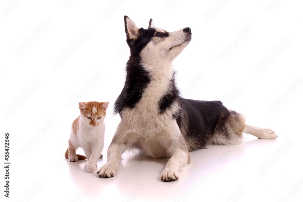 schleichende kleine Katze mit Junghund Husky schleichende kleine Katze mit Junghund Husky