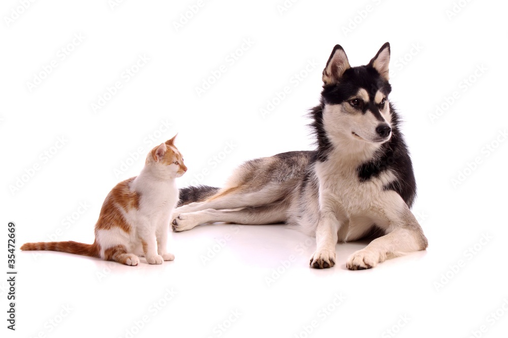 Tierfreundschaft junge Katze und Hund