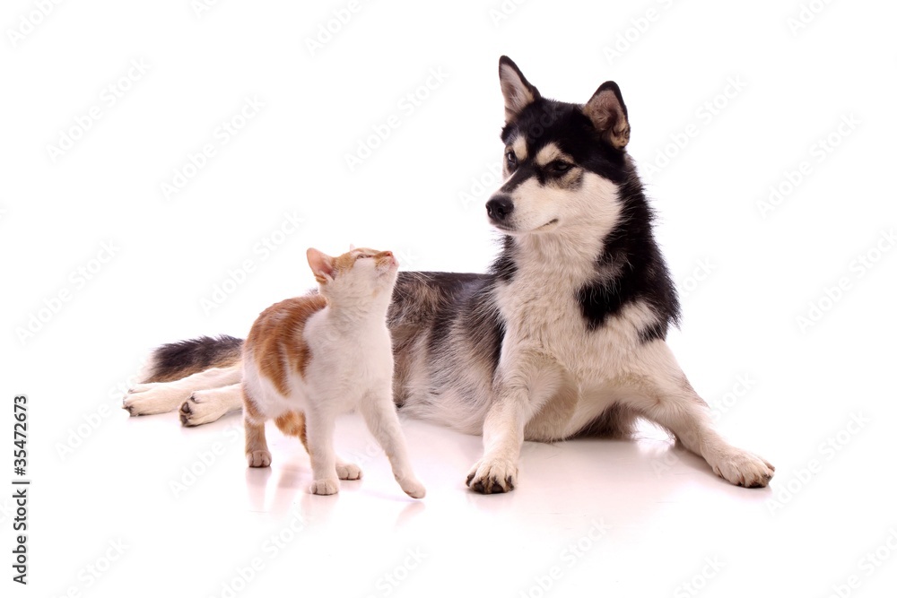 Junghund Husky beobachtet junge Katze