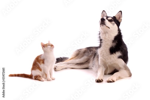 Fototapeta Naklejka Na Ścianę i Meble -  junge Katze mit Junghund Husky hoch schauend