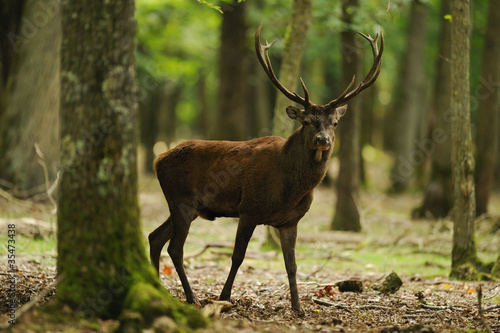 cerf