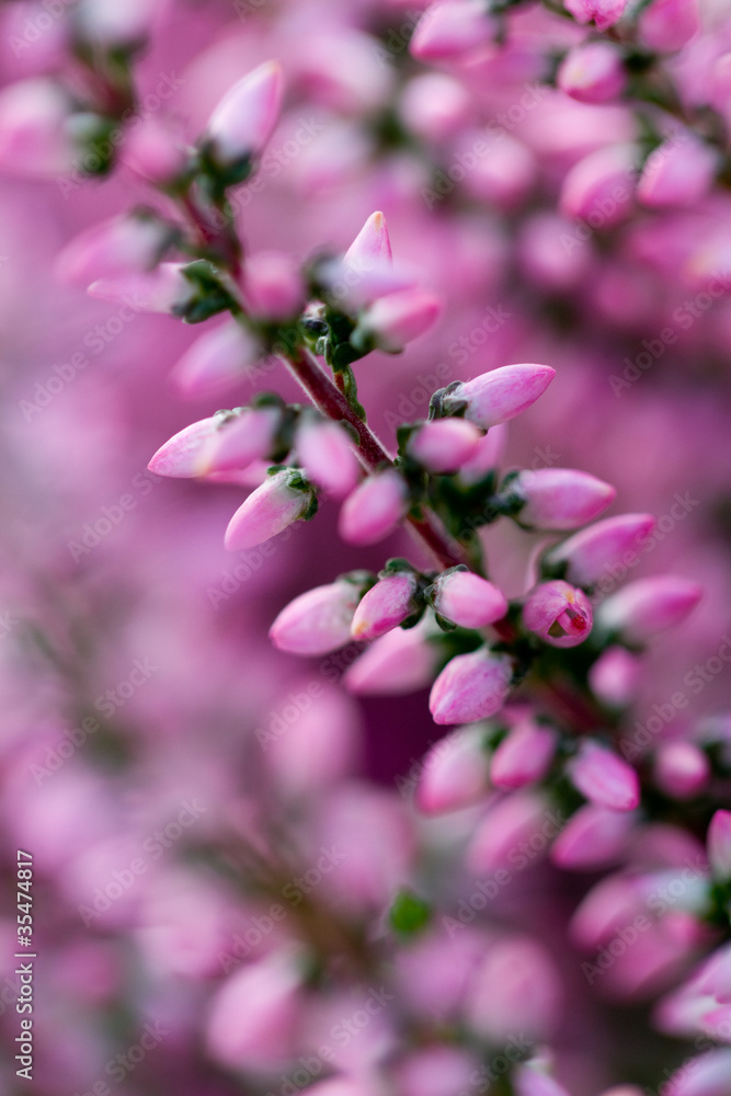 Obraz premium Heather