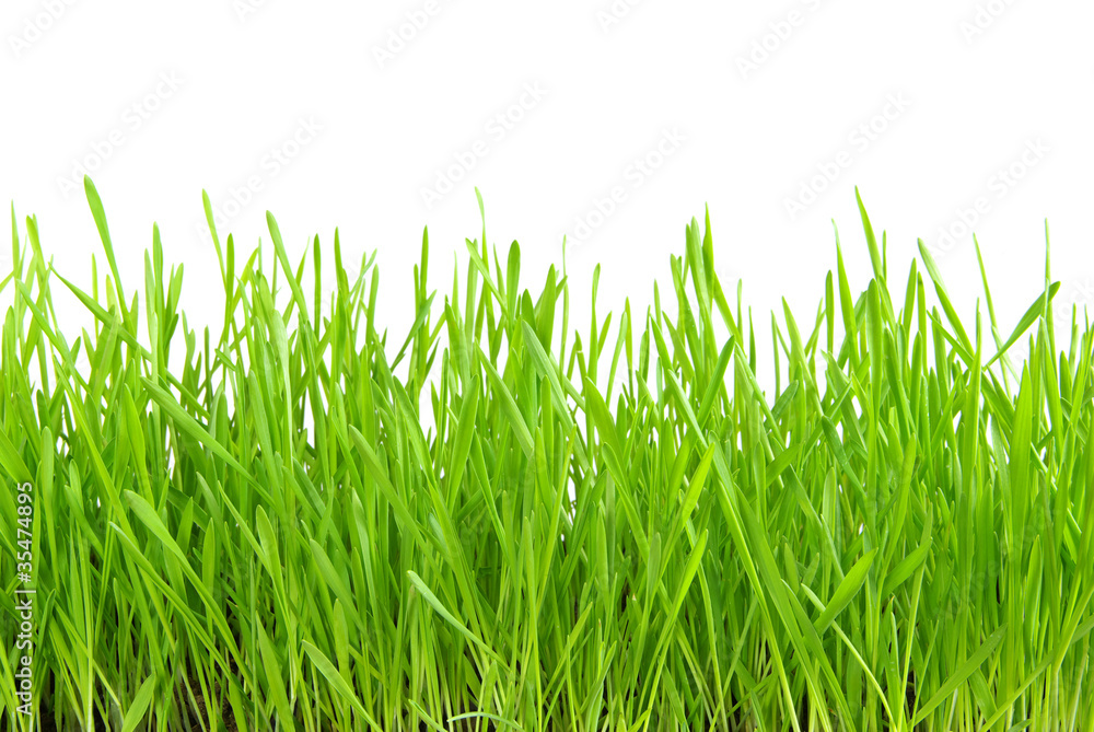 Fototapeta premium trawa na białym tle