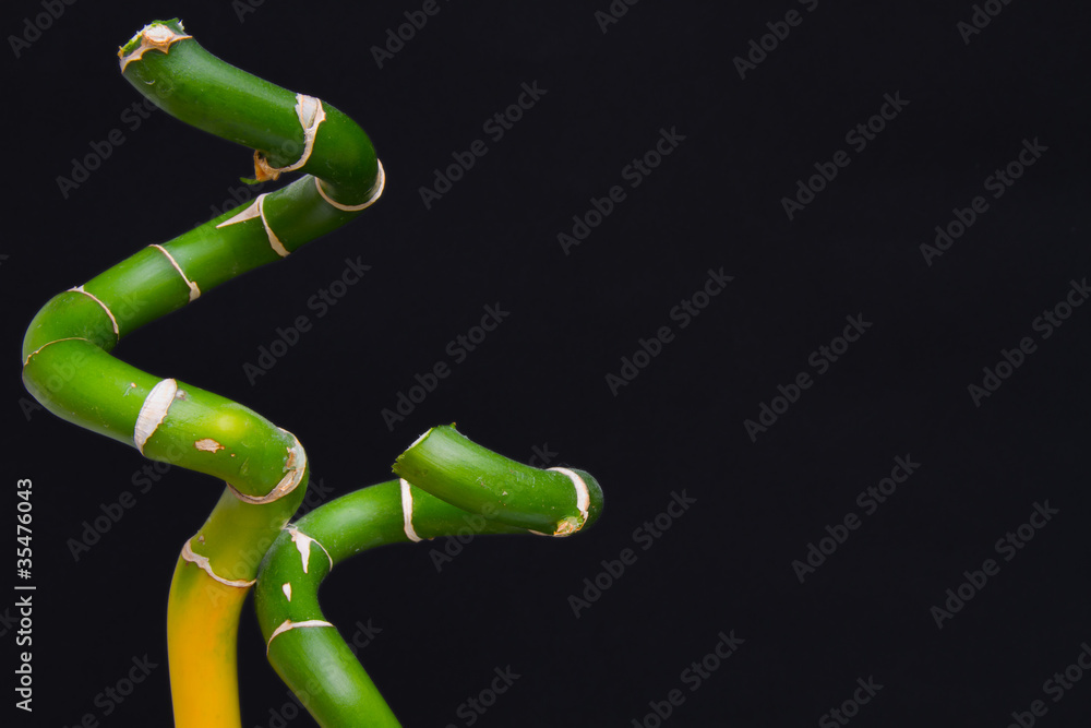 Green bamboo with space for copy on black background Green bamboo with space for copy on black background