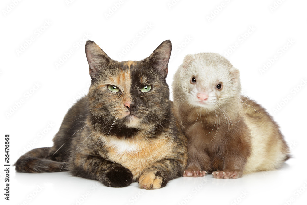 Cat and Ferret on white background