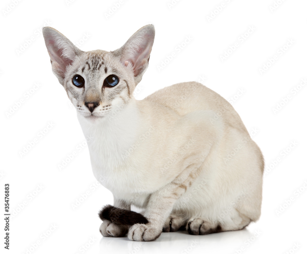 Oriental blue-point cat