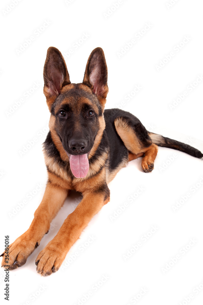 German Shepherd dog German Shepherd dog
