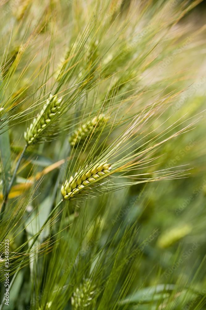 barley barley